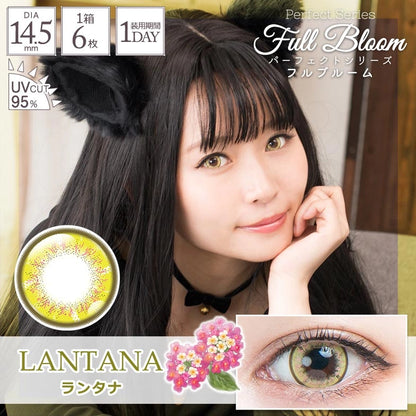 PERFECT SERIES FULL BLOOM 1DAY LANTANA(1BOX 6SHEETS) MAIN IMAGE