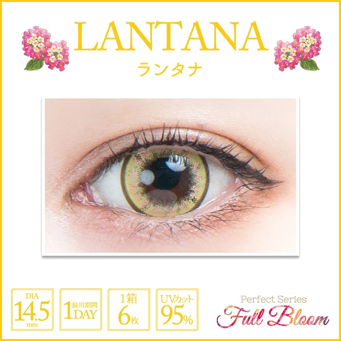 PERFECT SERIES FULL BLOOM 1DAY LANTANA(1BOX 6SHEETS) 0