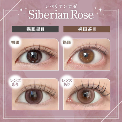 RAIN 1DAY SIBERIAN ROSE(1BOX 10SHEETS) 0